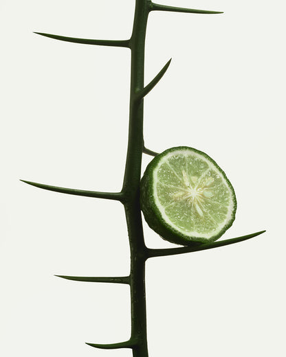 Bergamot Bond - Nutrient-Rich Body Cream Refill